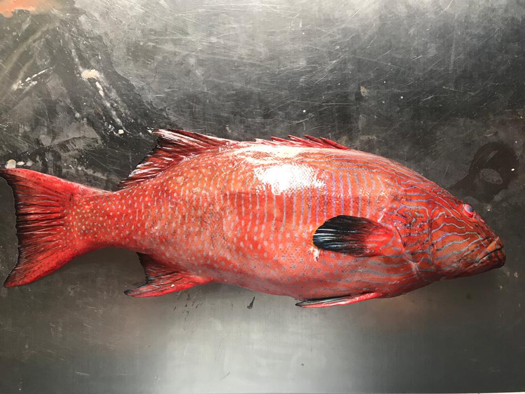 Roving Coral trout 